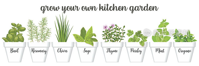 Set of vector culinary herbs in white pots with labels. Green growing basil, sage, rosemary, chives, thyme, parsley, mint, oregano with text